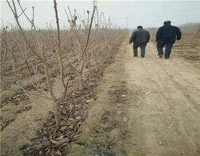 矮化紅燈櫻桃苗種植技術(shù)解析 泰安開發(fā)區(qū)尚德園藝場(chǎng)引領(lǐng)園藝產(chǎn)品種植新風(fēng)尚