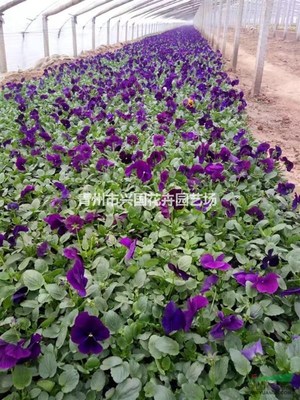 青州興國花卉園藝場(chǎng) 深耕園藝種植，綻放產(chǎn)業(yè)之花